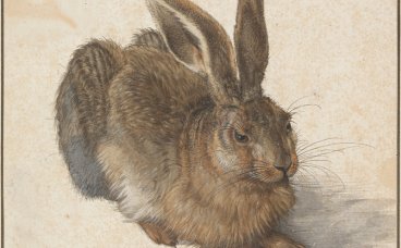 小野兔 Young Hare