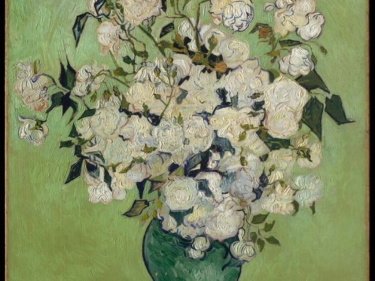 花瓶里的白玫瑰A bottle of white roses